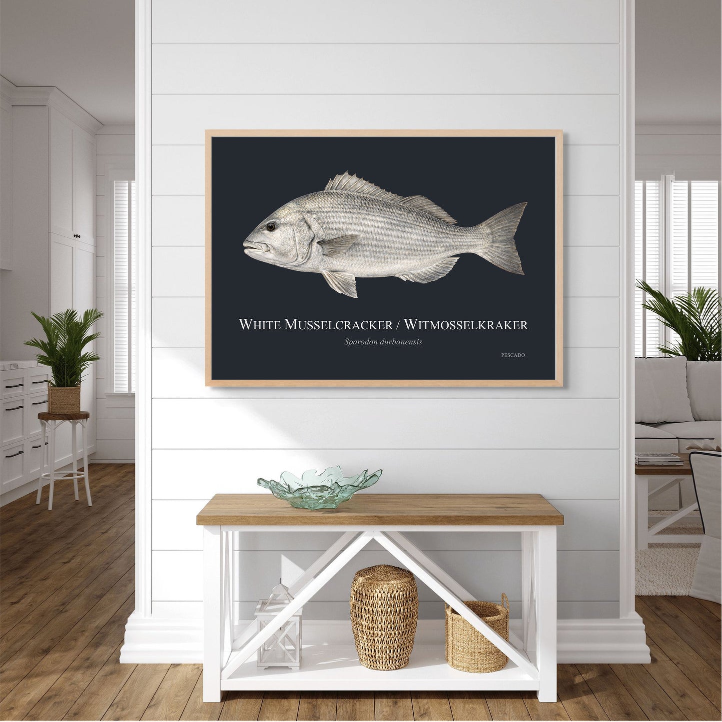 White Musselcracker