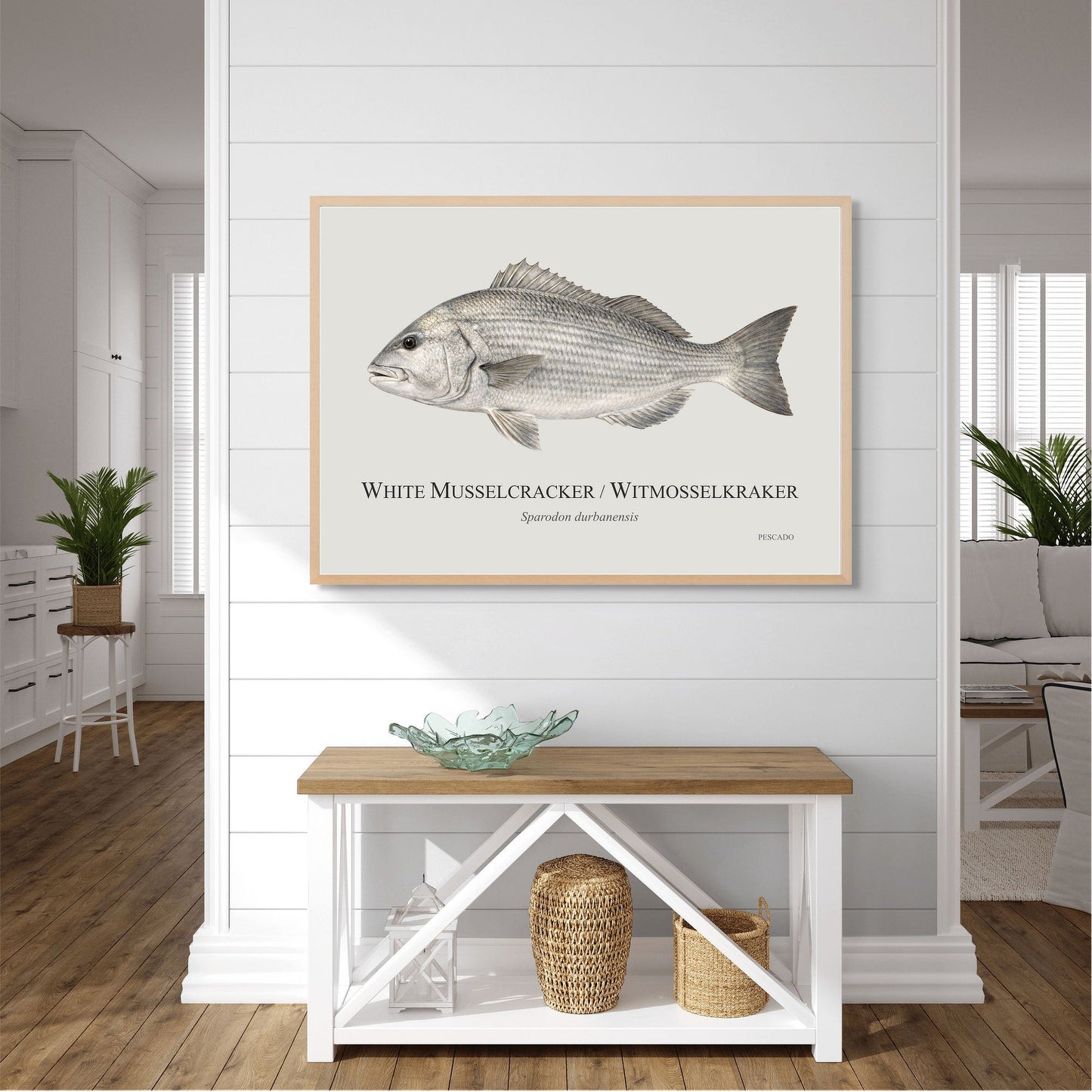 White Musselcracker