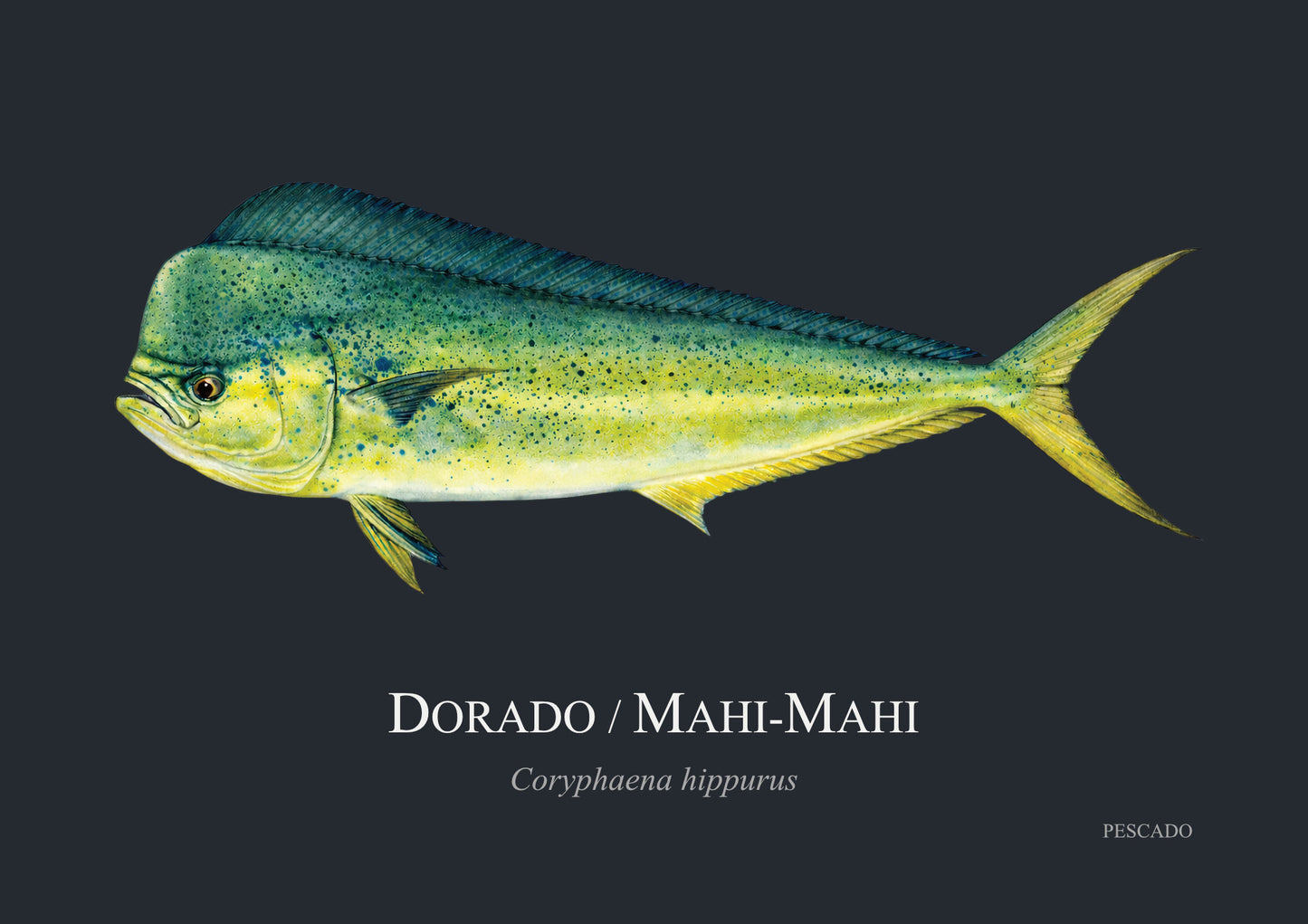 Dorado