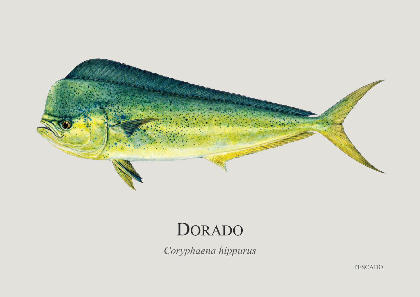 Dorado