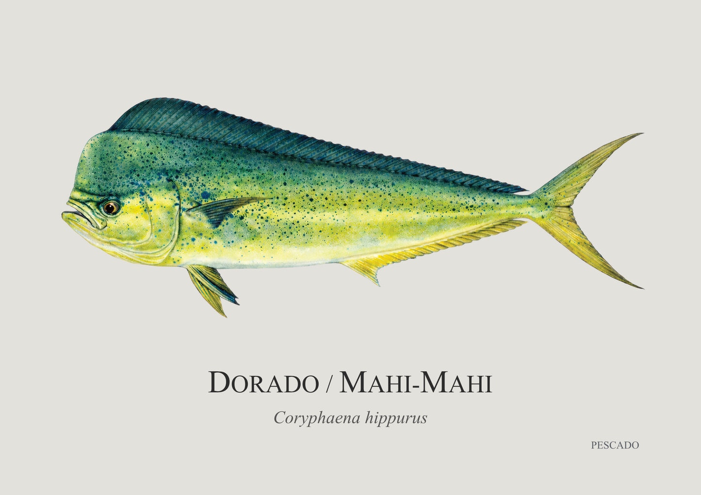 Dorado