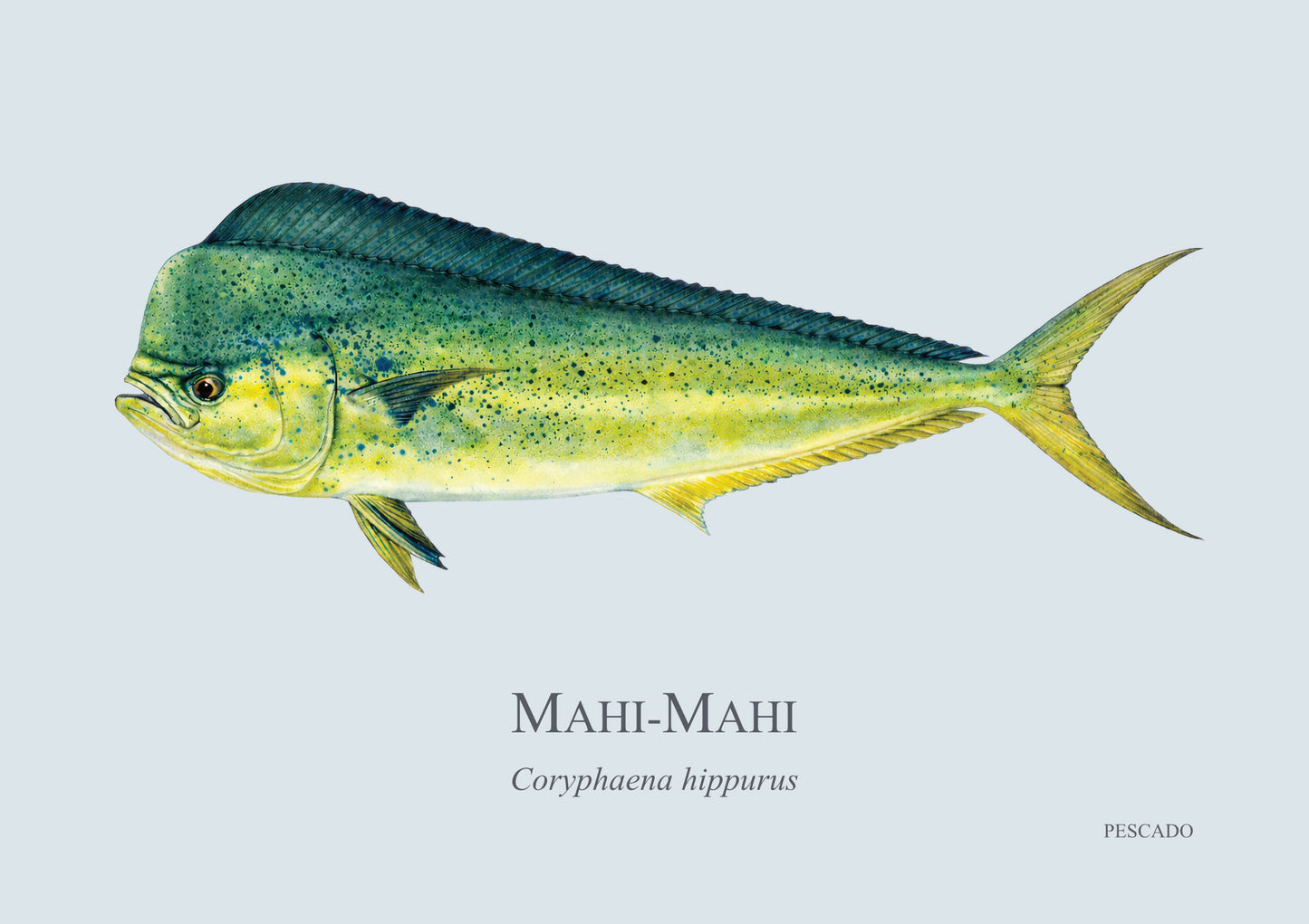 Dorado
