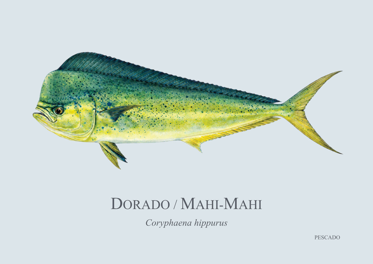 Dorado