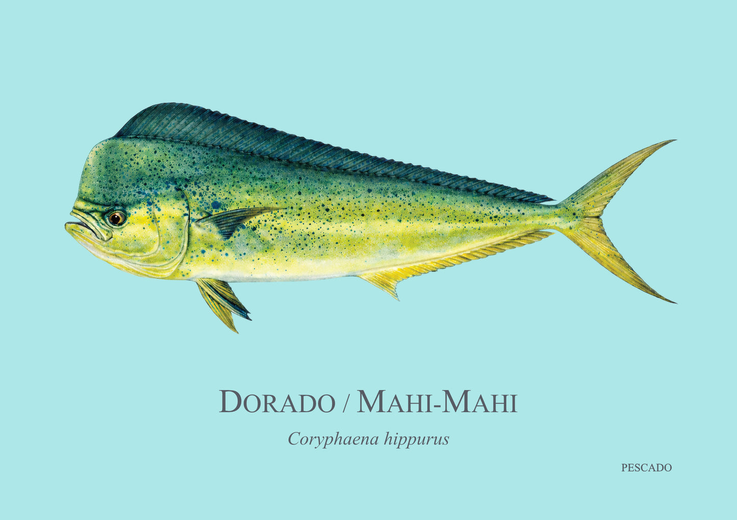 Dorado