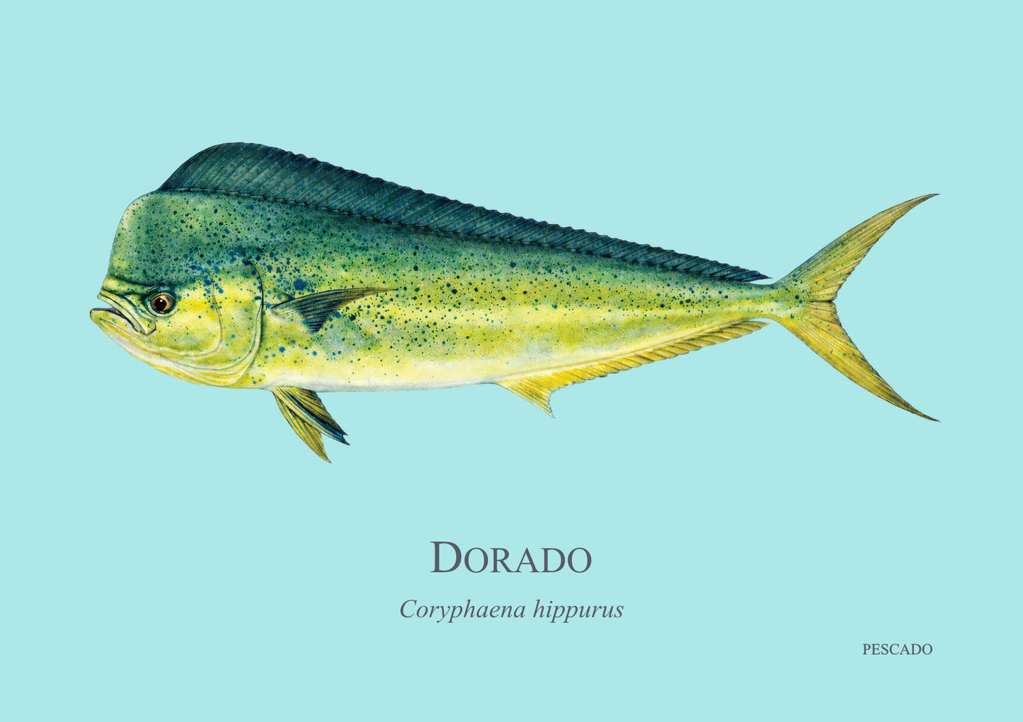 Dorado