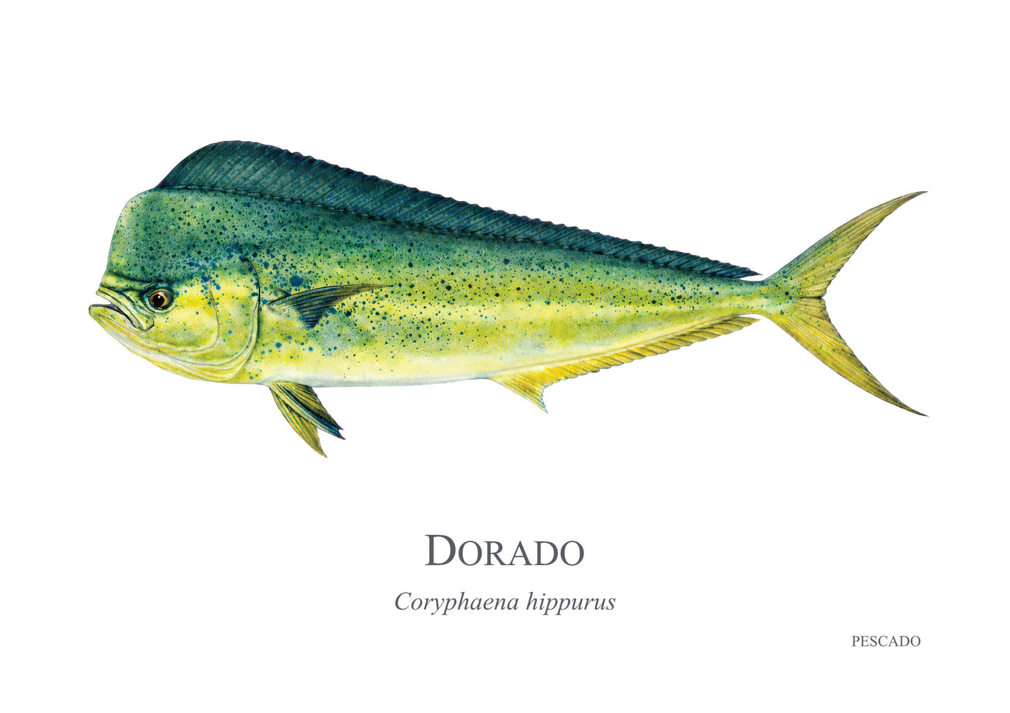 Dorado