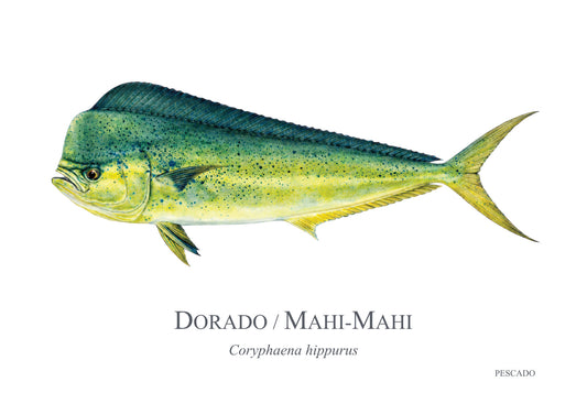 Dorado