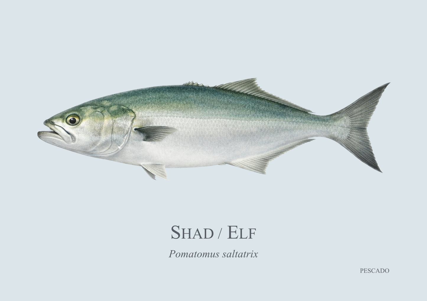 Shad