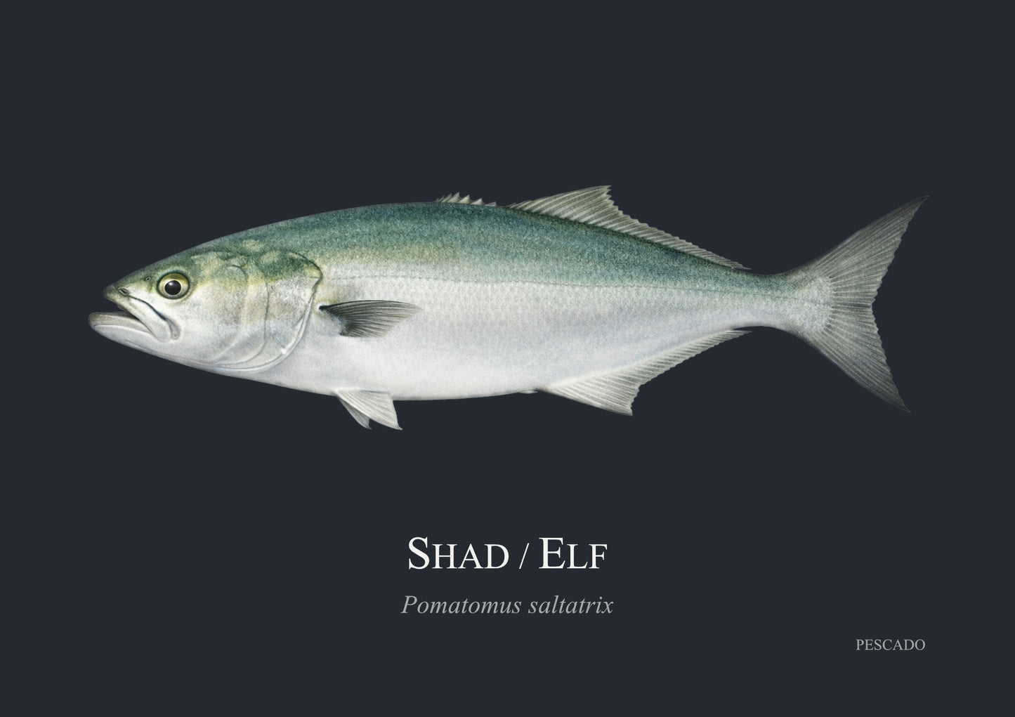 Shad
