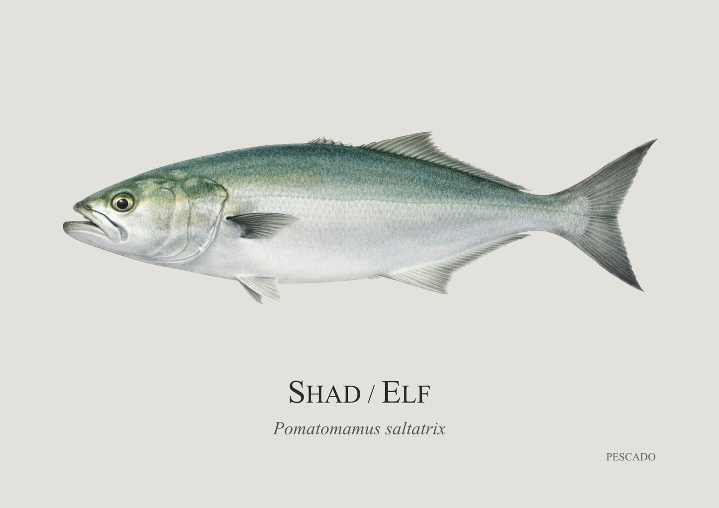 Shad