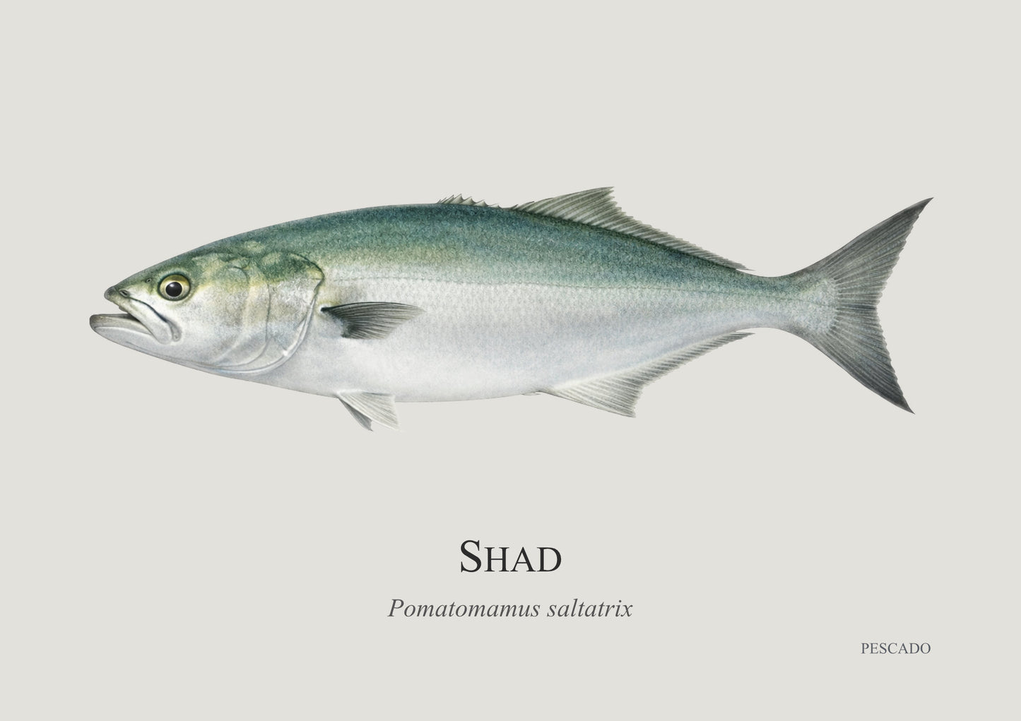 Shad