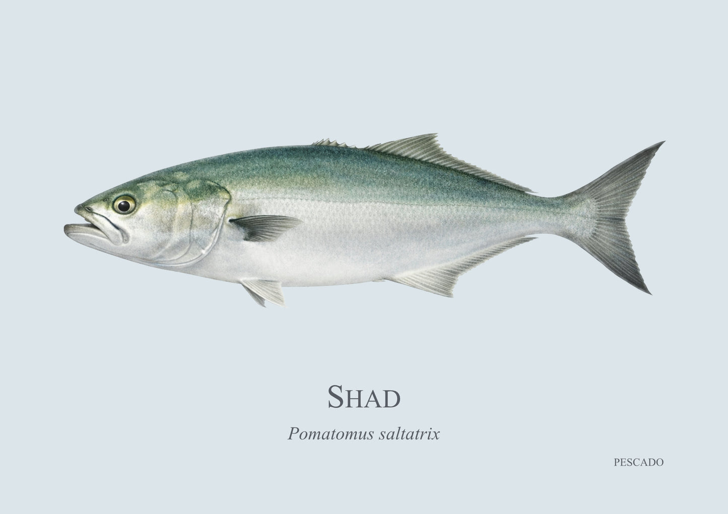 Shad