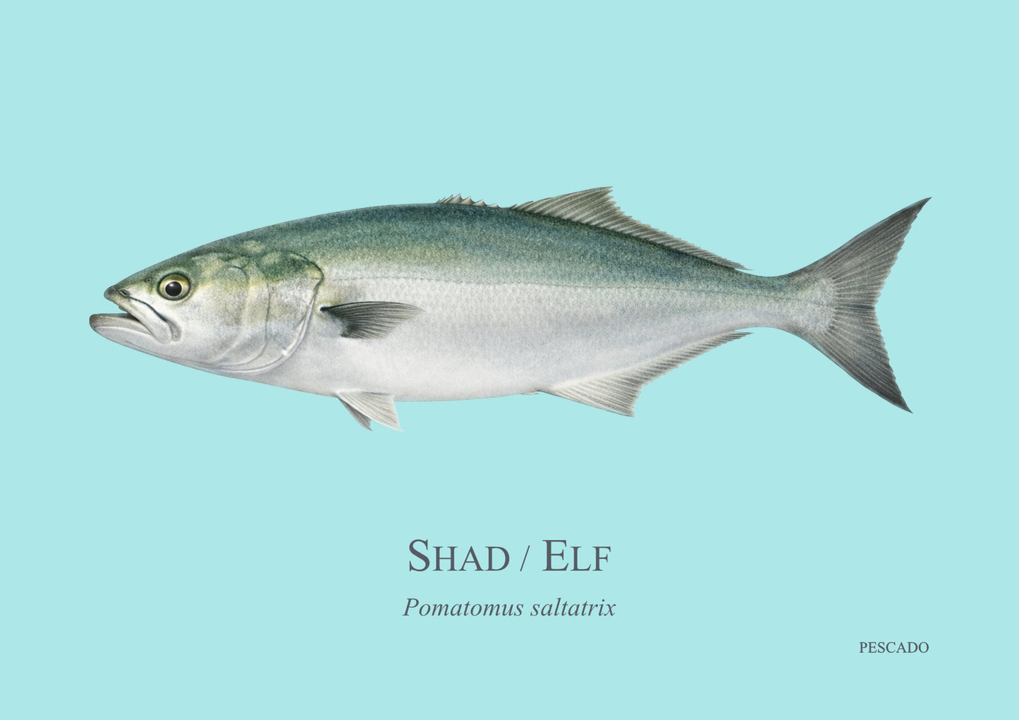 Shad