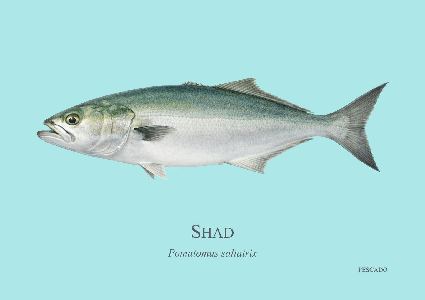 Shad