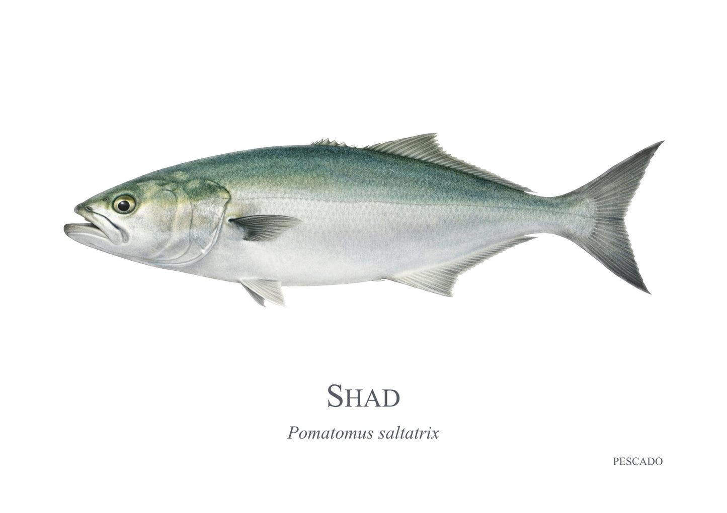 Shad
