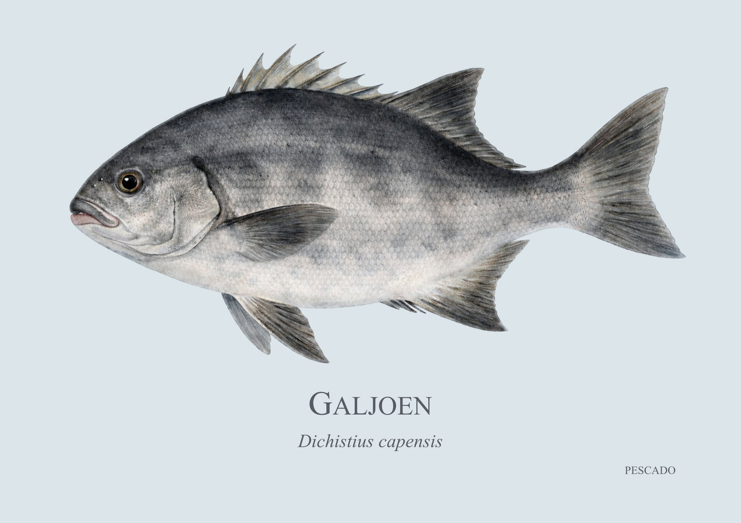 Galjoen