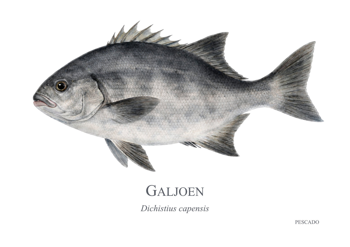 Galjoen