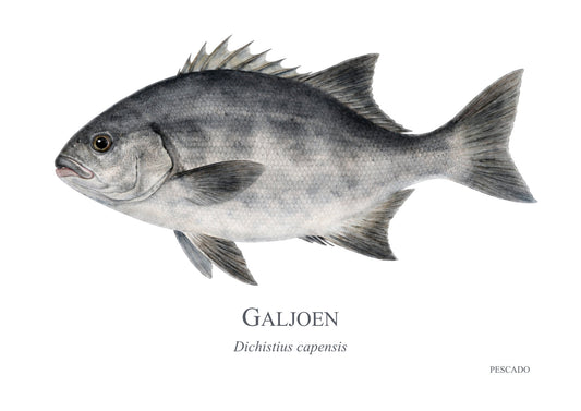 Galjoen