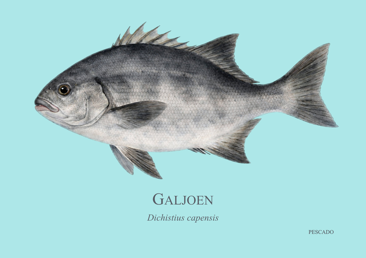 Galjoen