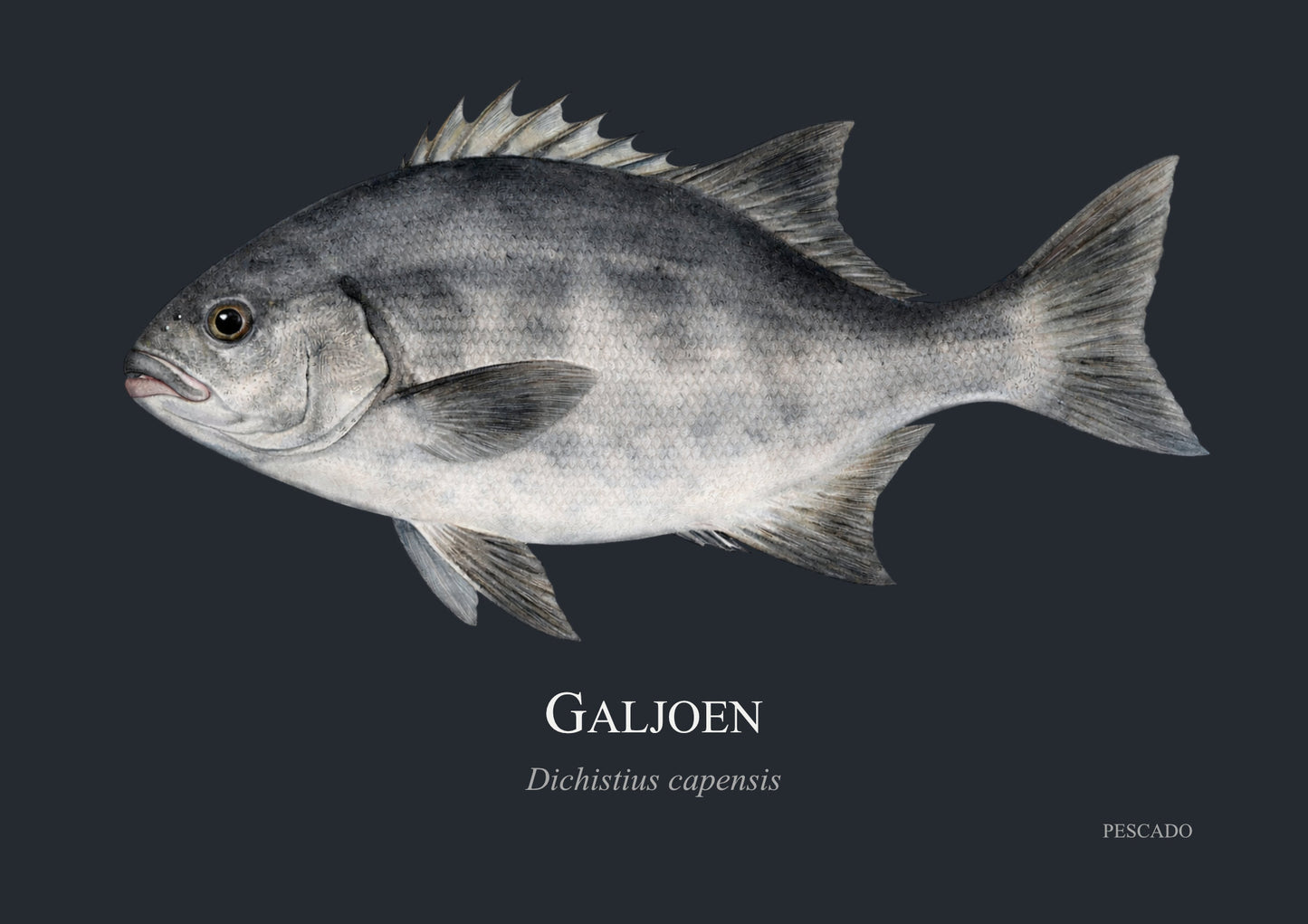 Galjoen