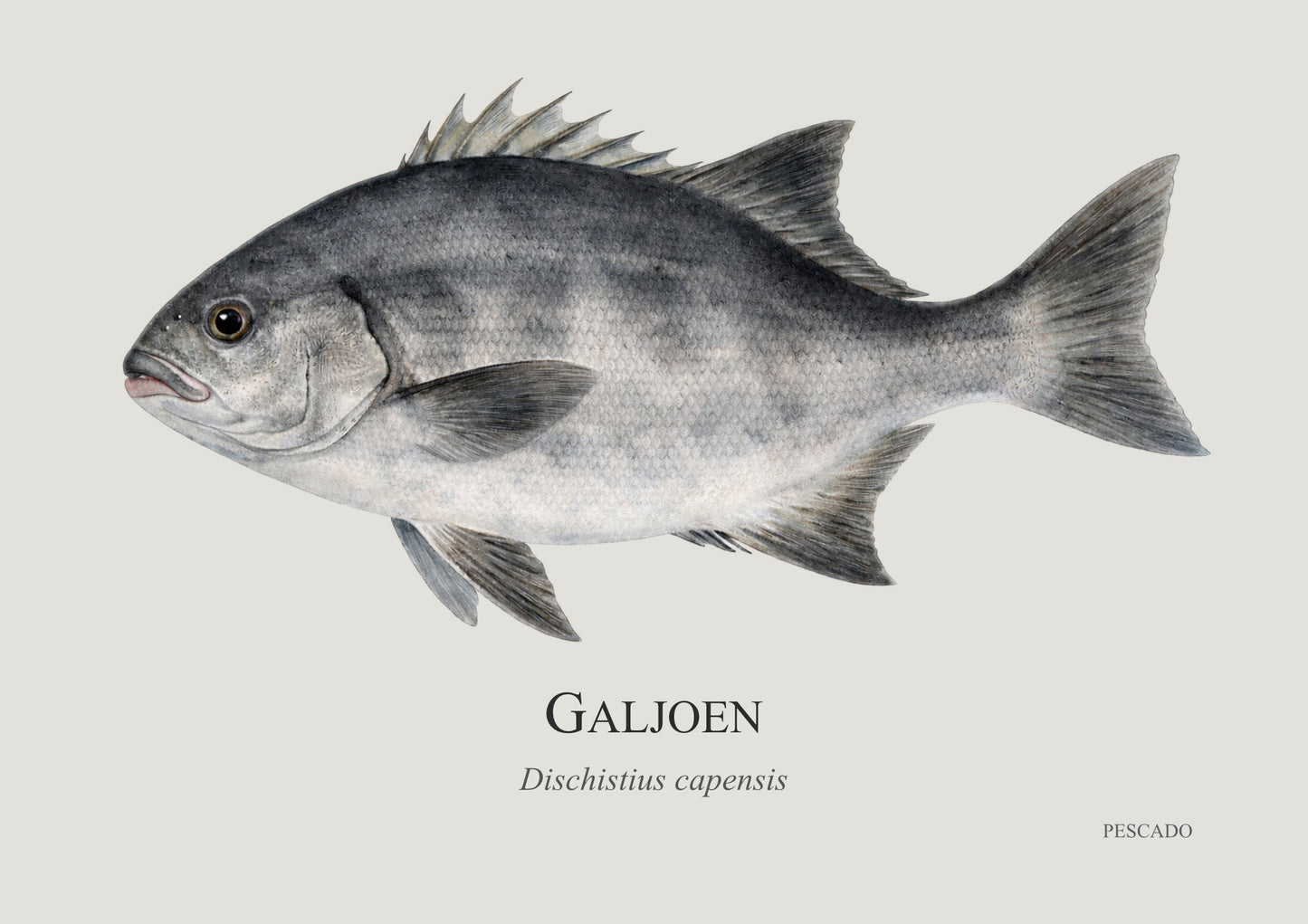 Galjoen