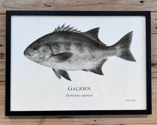 Galjoen - A2 Black Wood Frame
