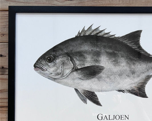 Galjoen - A2 Black Wood Frame