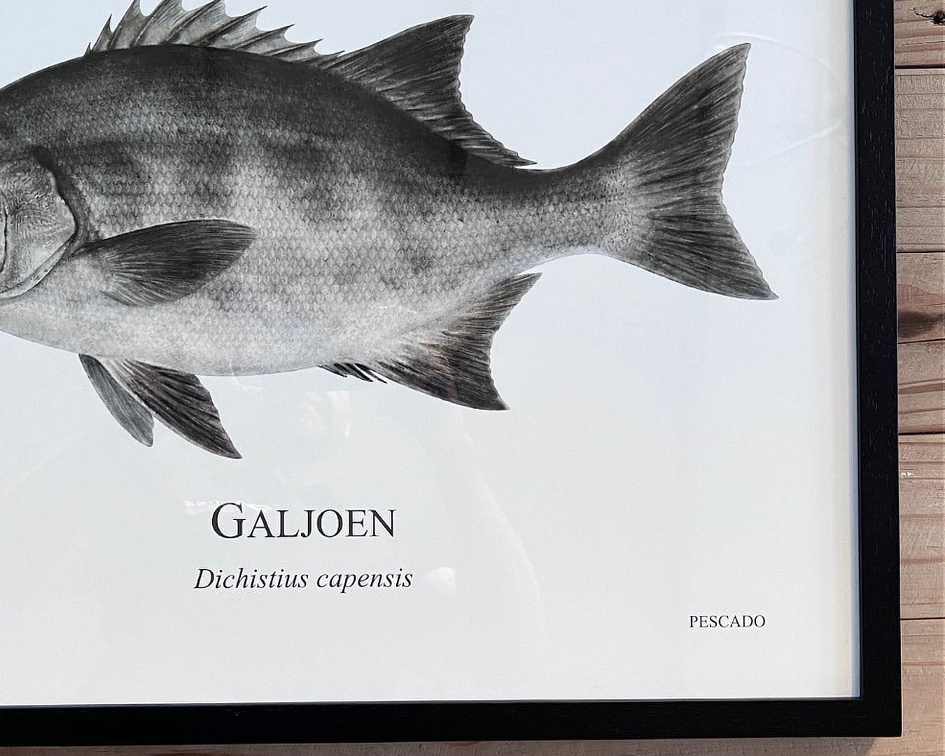 Galjoen - A2 Black Wood Frame