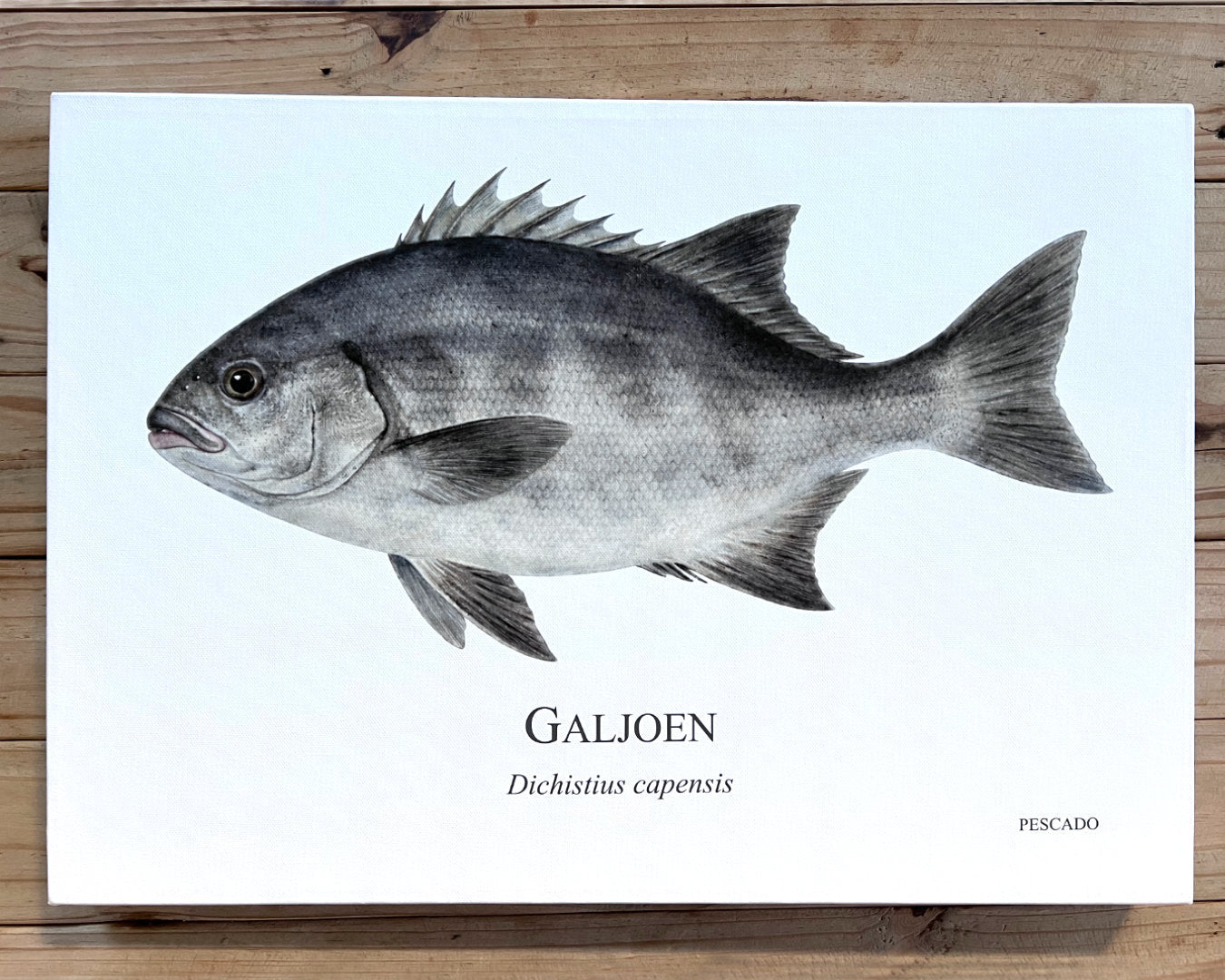 Galjoen - A2 Canvas Print