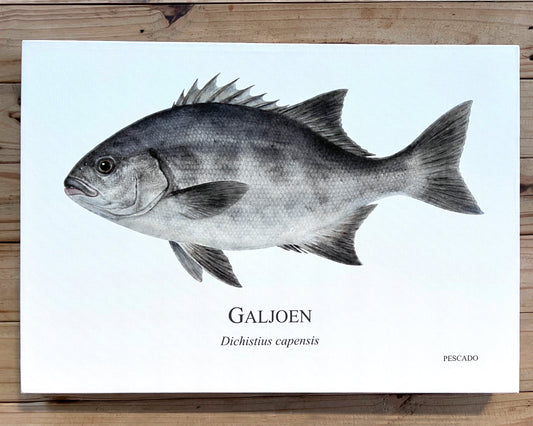 Galjoen - A2 Canvas Print