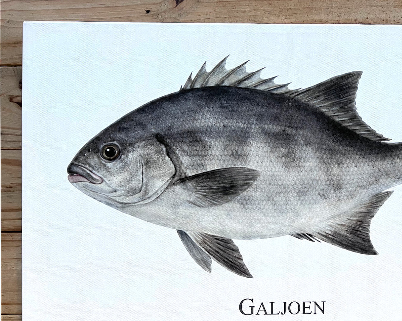 Galjoen - A2 Canvas Print