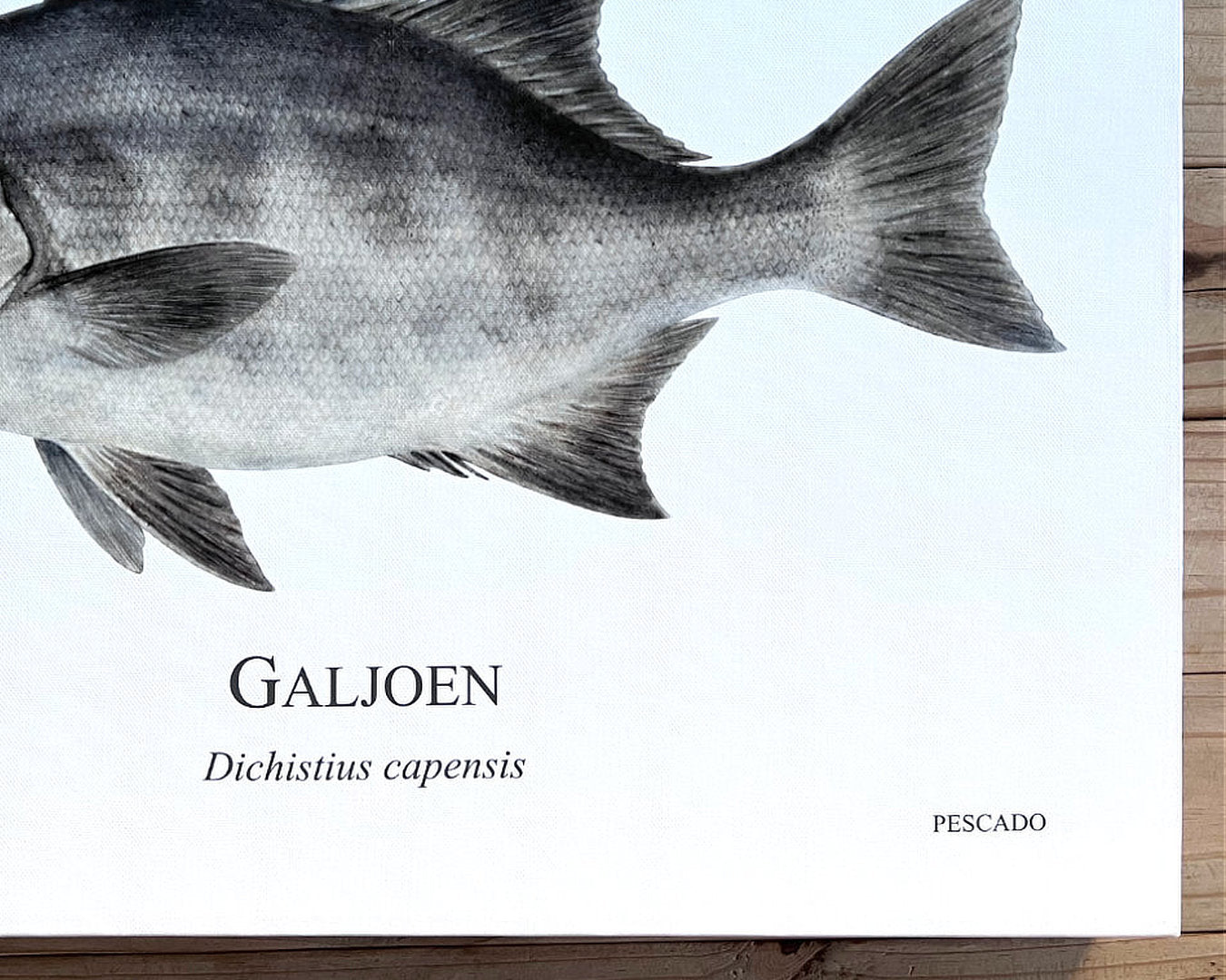 Galjoen - A2 Canvas Print
