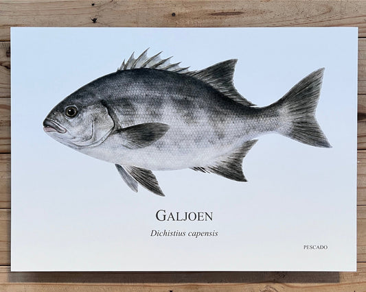 Galjoen - A2 Metal Print