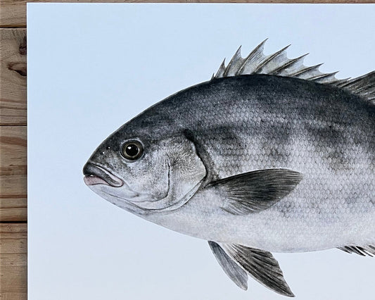 Galjoen - A2 Metal Print