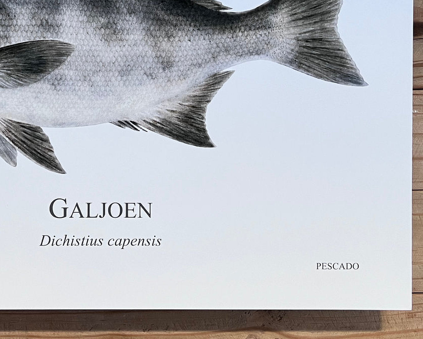 Galjoen - A2 Metal Print