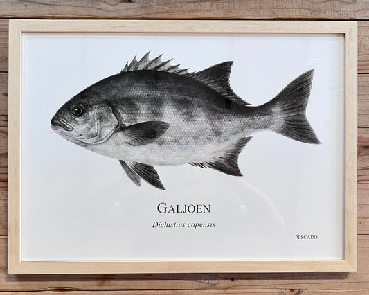 Galjoen - A2 Natural Wood Frame