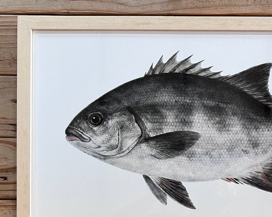Galjoen - A2 Natural Wood Frame