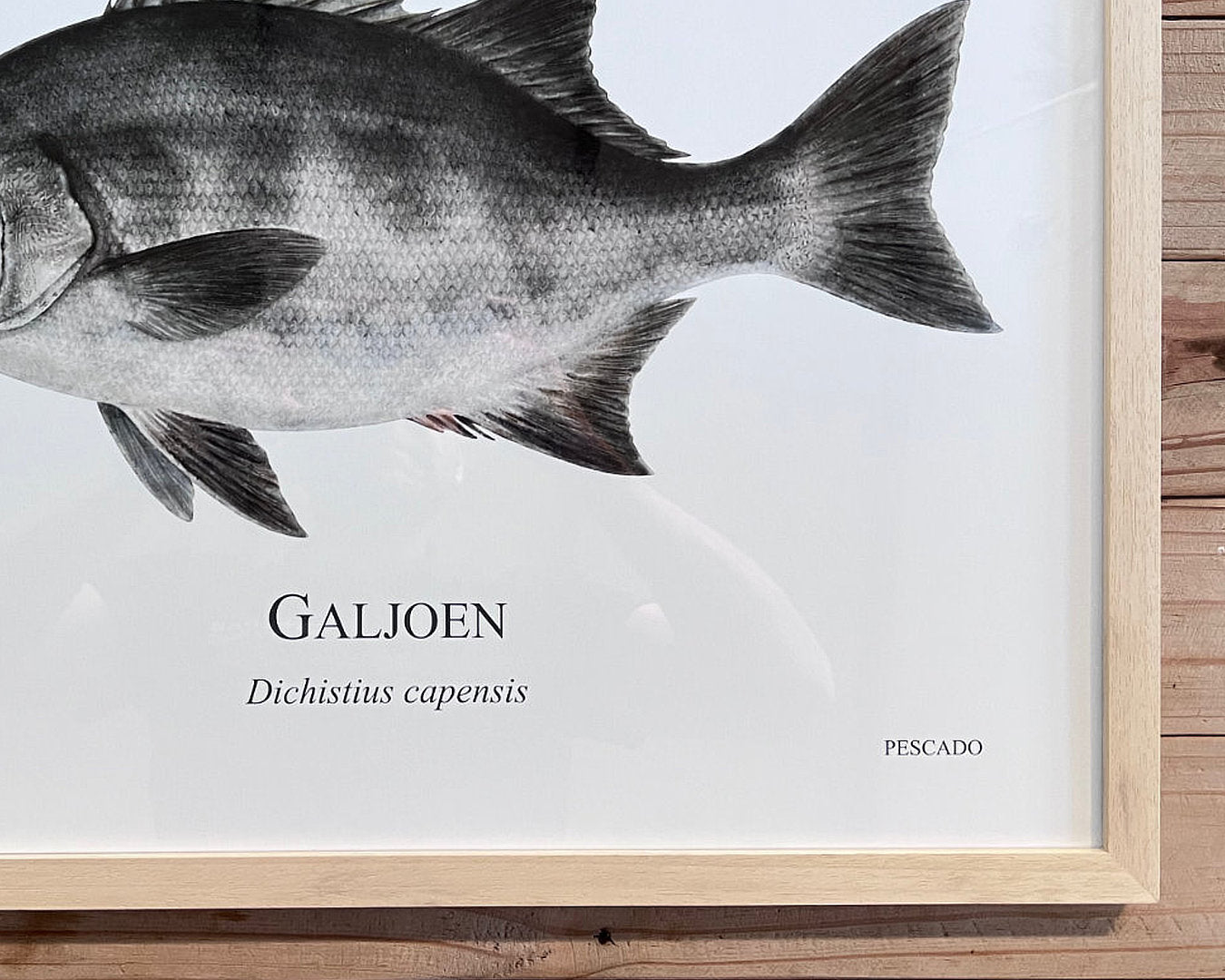 Galjoen - A2 Natural Wood Frame