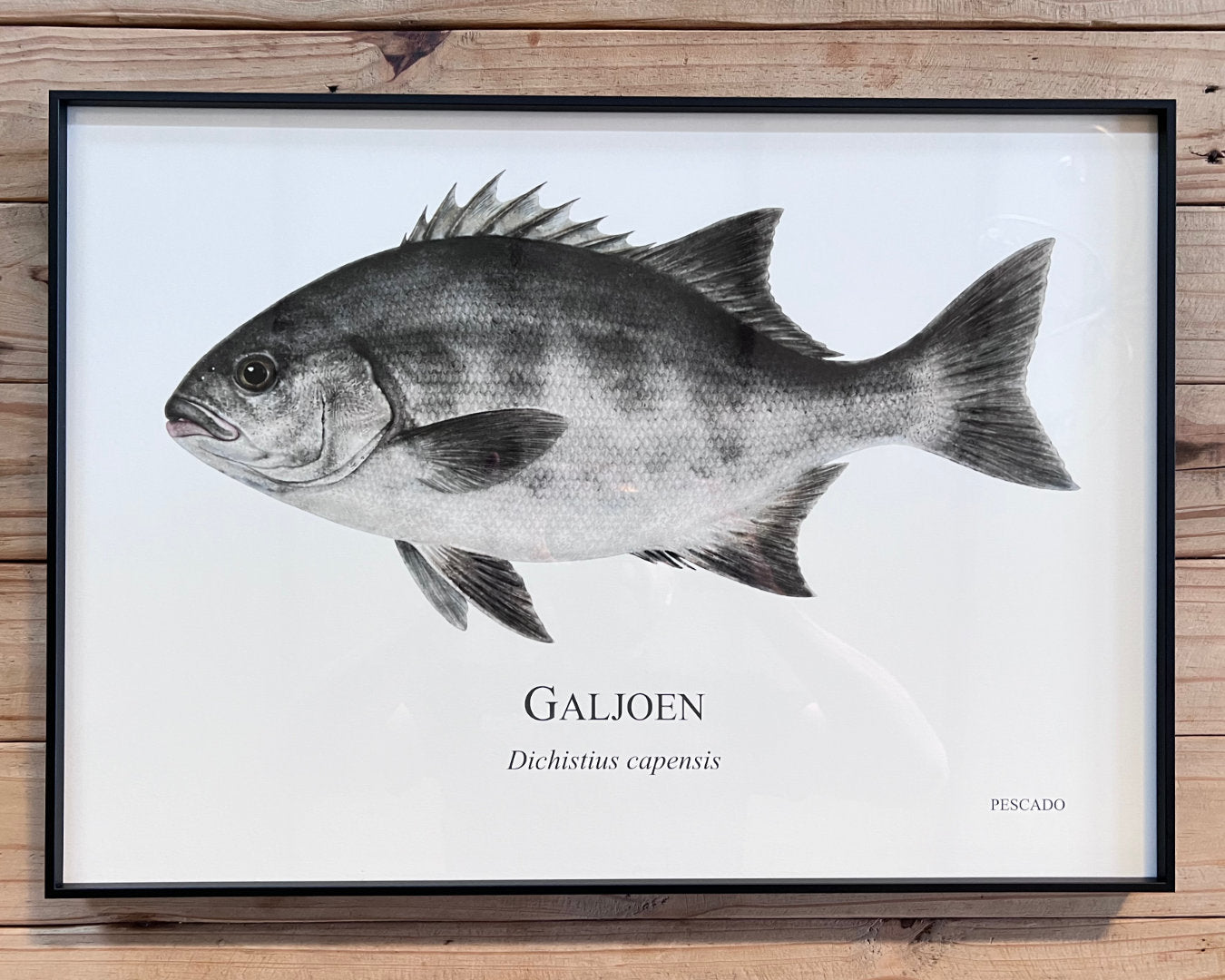 Galjoen - A2 Black Metal Frame