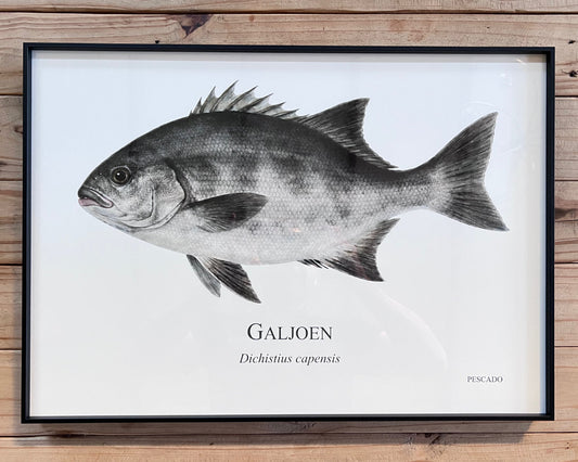 Galjoen - A2 Black Metal Frame