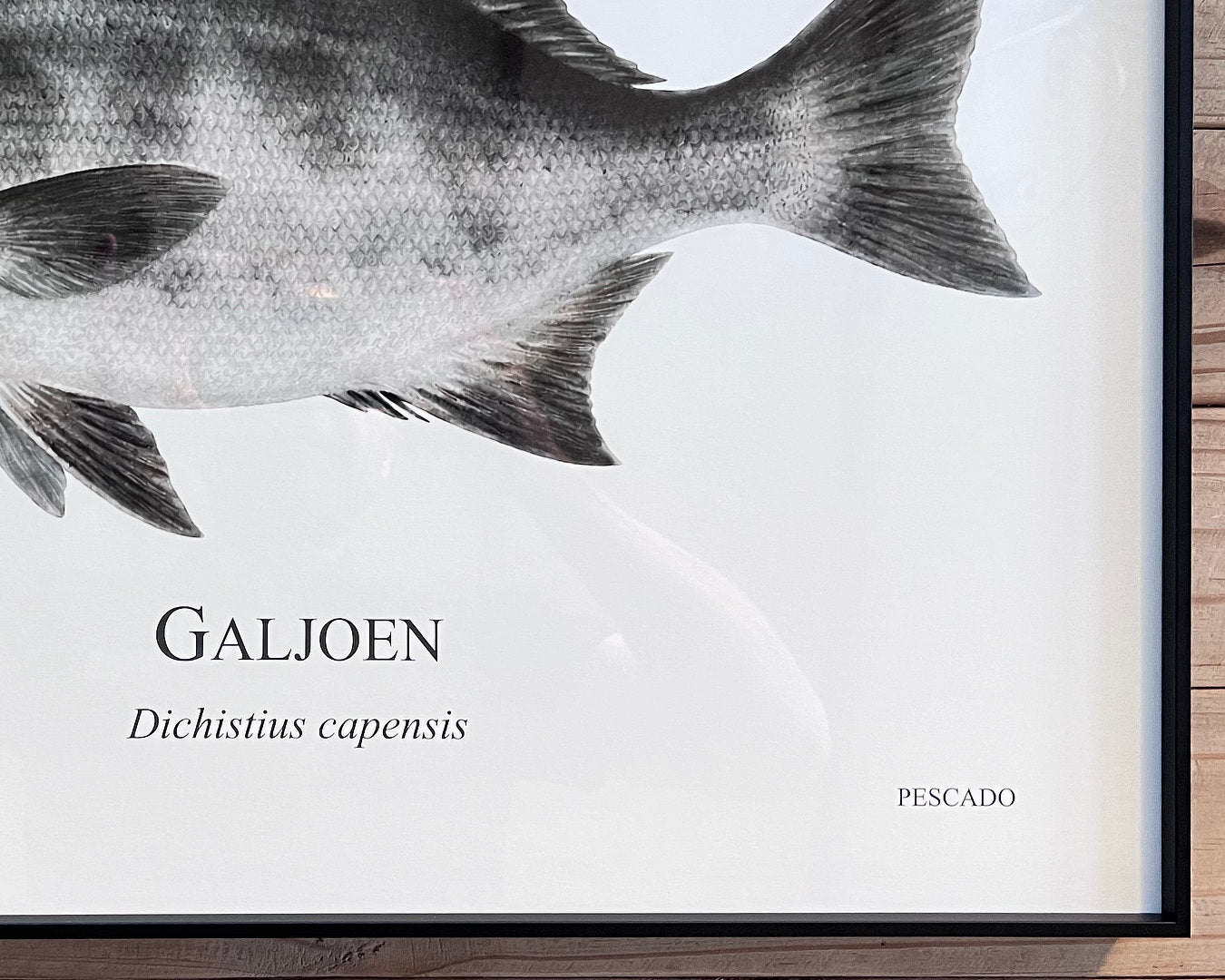 Galjoen - A2 Black Metal Frame