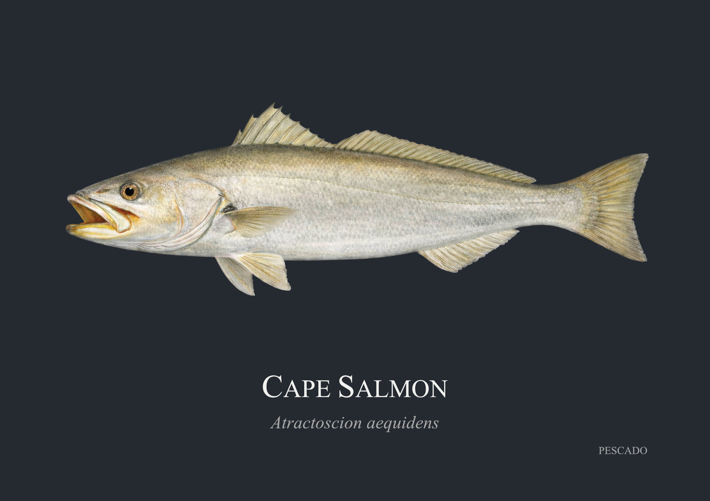 Cape Salmon