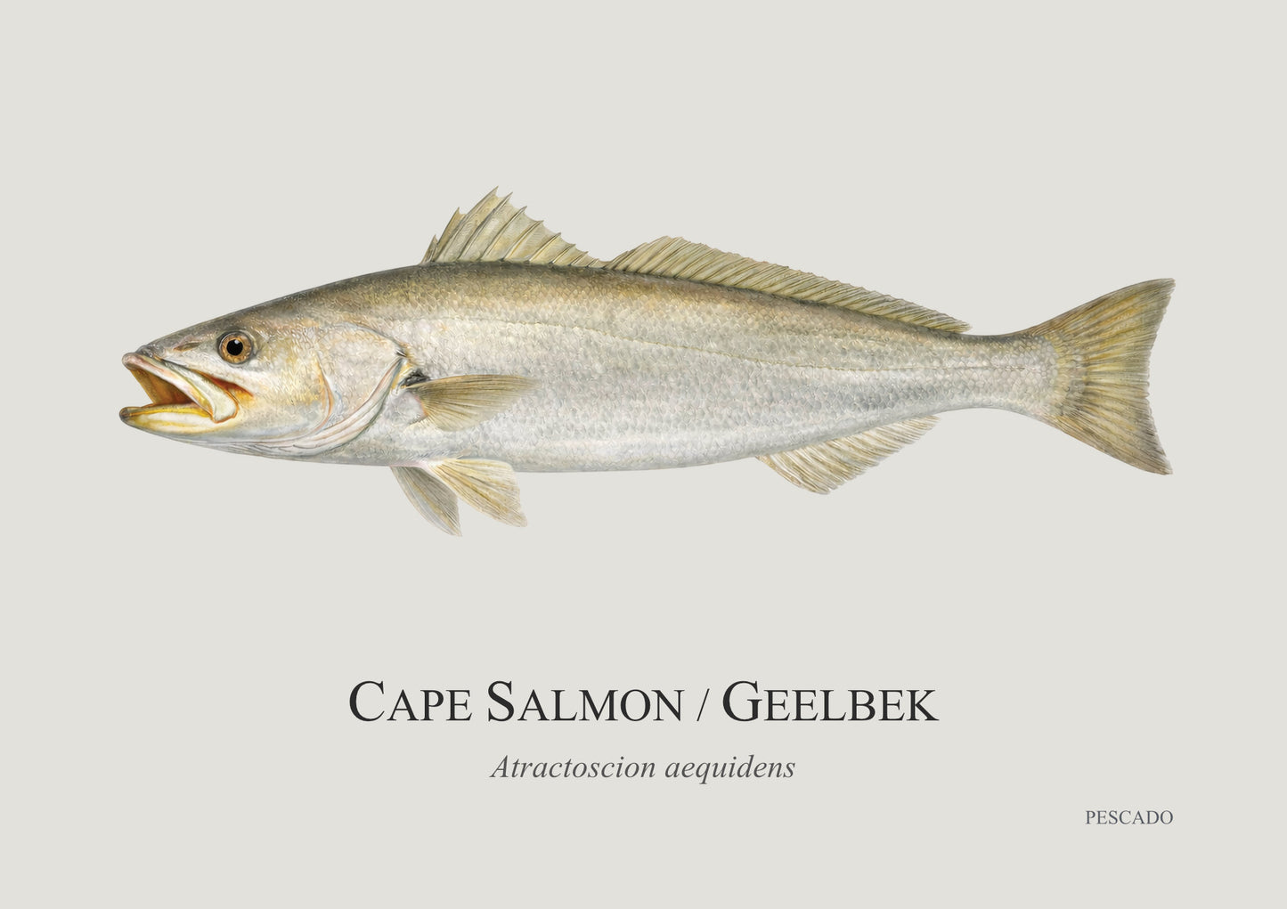 Cape Salmon