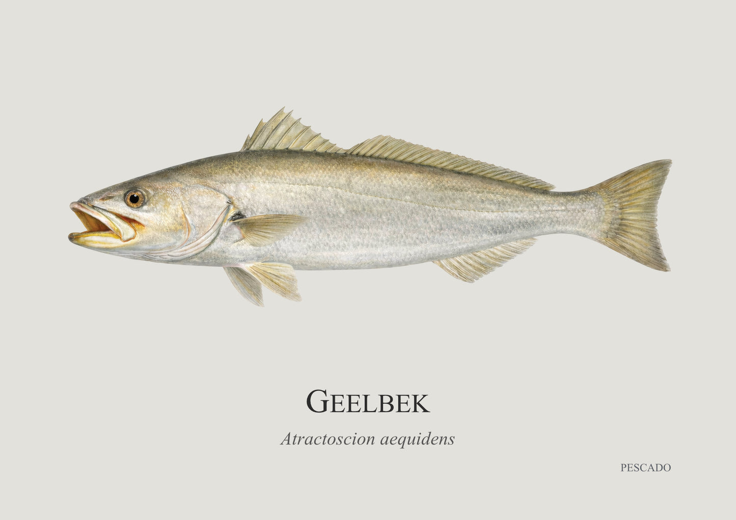 Cape Salmon