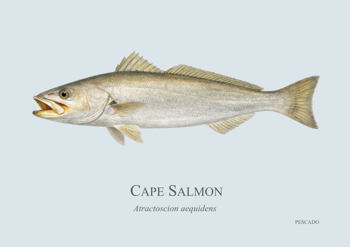 Cape Salmon