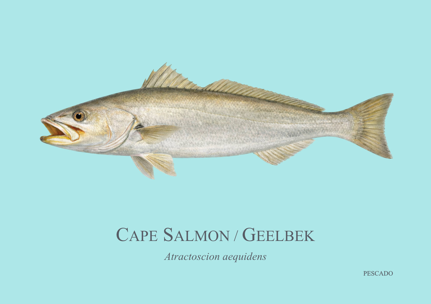 Cape Salmon