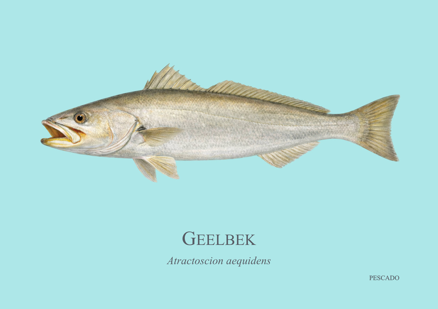 Cape Salmon