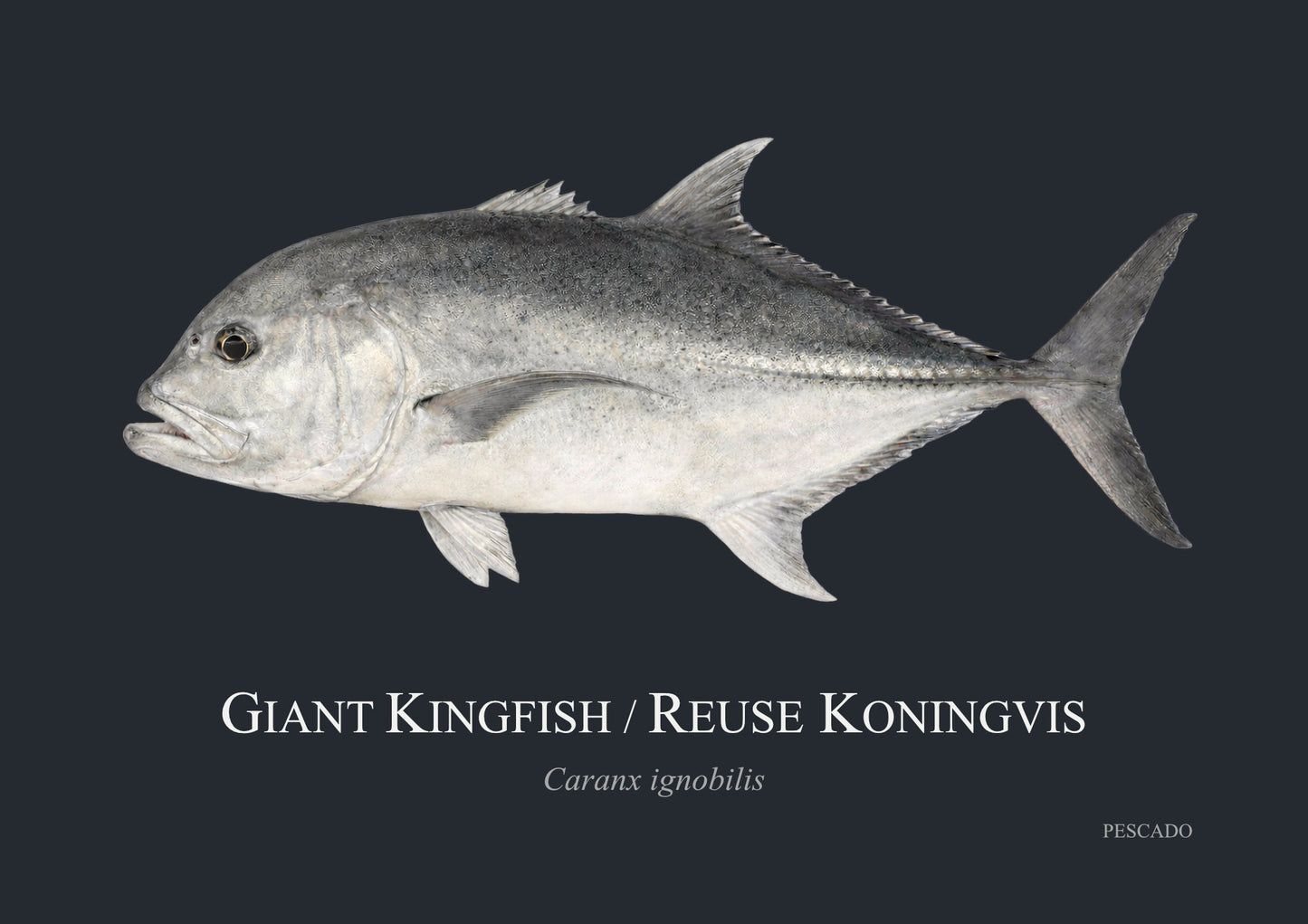 Giant Kingfish