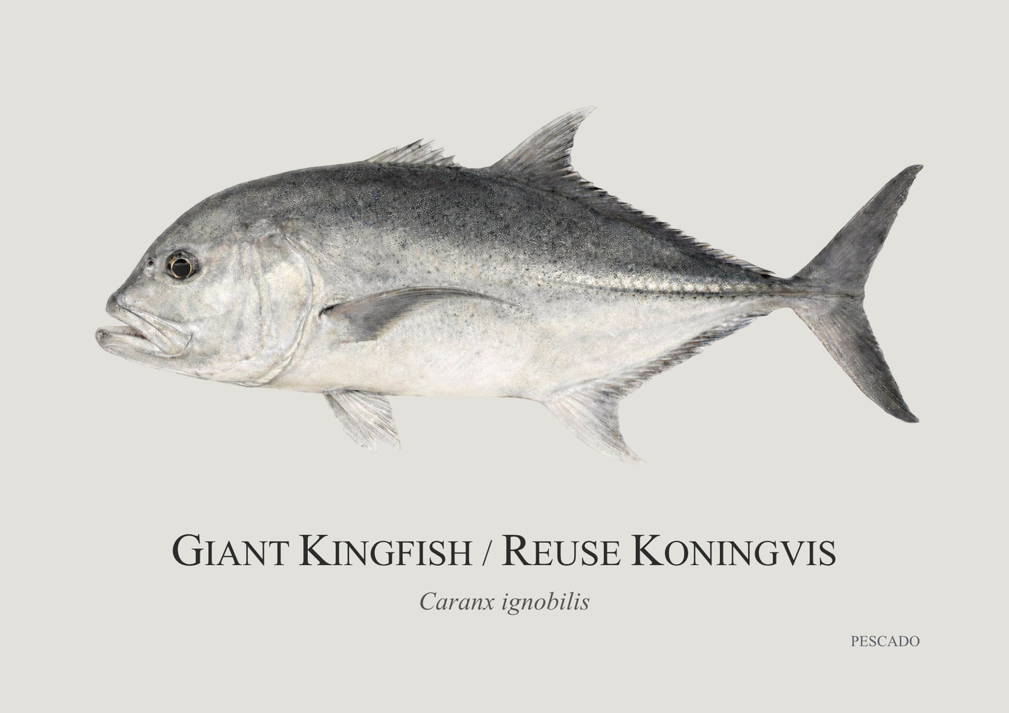Giant Kingfish