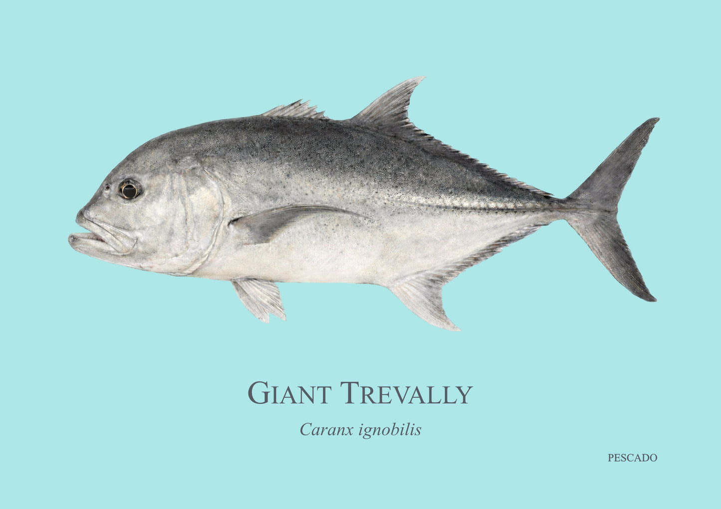 Giant Kingfish